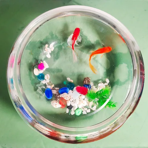 Vista 3 de Tanque de peces de vidrio de 2 galones, resistente y agradable pecera Betta, pequeños acuarios para pequeños peces ornamentales y reptiles, vidrio
