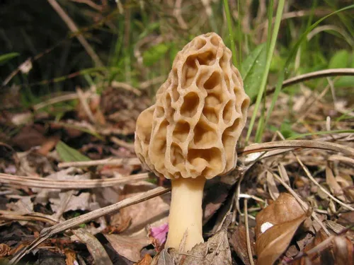 Vista 8 de Semillas Morel Champiñones Esporas El micelio crece para plantar sin OMG
