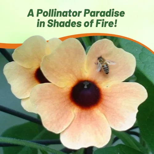 Vista 5 de Outsidepride Spanish Eyes Thunbergia Black Eyed Susan Seeds - 10 semillas anuales de flores de vid trepadoras para plantar flores de oro melocotón