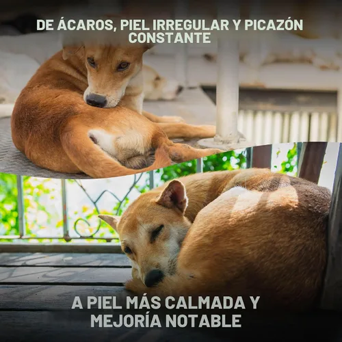 Vista 3 de Apoyo para la sarna canina y alivio natural del picor para problemas del pelaje canino y sarna del cachorro, calma la piel seca, con picazón