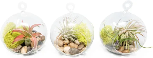 Vista 8 de Impresionante kit de terrario de planta de globo de fondo plano, pequeña planta de aire surtida, piedras beige en tarro de propagación, maceta