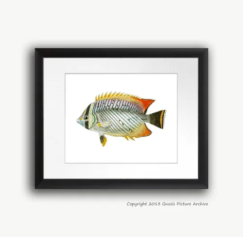 Vista 8 de Juego de 4 impresiones artísticas de peces tropicales sin marco, color arco iris, decoración de baño de playa y pescado_4A