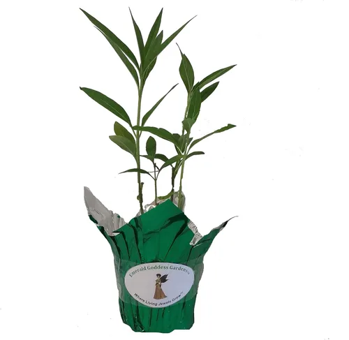 Vista 2 de Milkweed Yellow Semi Tropical Planta viva Perenne Mariposa Jardín Anfitrión Asclepias Starter Size 4 Inch Pot Emerald TM