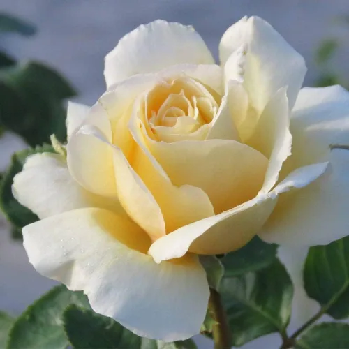 Vista 12 de Rosas de té híbridas de reliquia, planta de raíz propia, Eleganza® Winter Sun Sol de invierno Eleganza