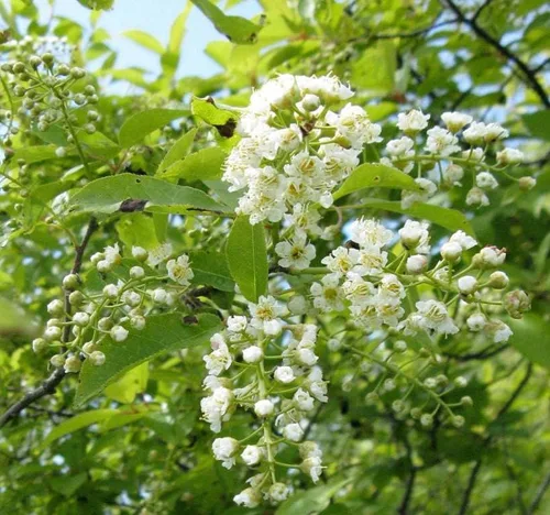 Vista 2 de Prunus virginiana (Chokecherry negro) Semilla de árbol, flores blancas fragantes, frutos rojos oscuros brillantes o negruzcos, elige