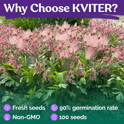 Vista 5 de KVITER 100 semillas de flores de humo de la pradera para plantar (Geum Triflorum) - Flores rosas, reliquias perennes y plantas de humo de pradera