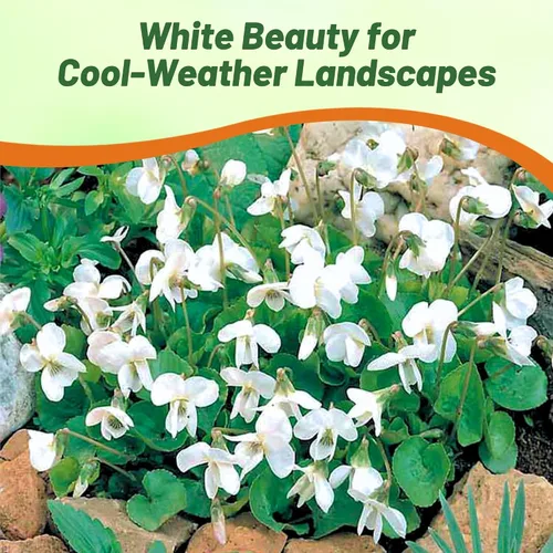 Vista 6 de Outsidepride Reine De Neiges - Semillas de violeta dulce para plantar, 100 piezas de semillas de viola perennes, compactas y aptas