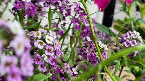 Vista 9 de TKE Farms & Gardens - Semillas de Alyssum para plantar, Alfombra Real, más de 1000 semillas de flores autóctonas sin OMG, perfectas para jardines