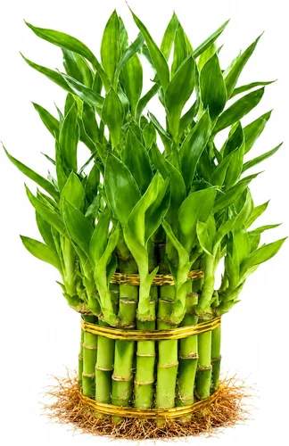 Vista 10 de Planta viva de bambú de la suerte, planta de interior de bambú rizado, Dracaena Sanderiana