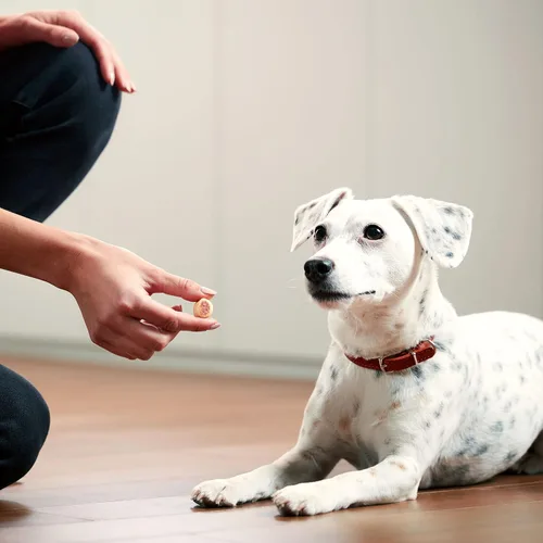 Vista 7 de Milk-Bone MaroSnacks - Golosinas para perros, paquetes de recambio de 38 onzas (paquete de 2) con médula ósea real y calcio