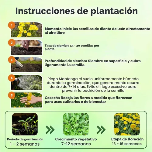 Vista 5 de Outsidepride Semillas de diente de león para plantar: 5,000 semillas perennes, fáciles de cultivar y tolerantes a la sequía, semillas de hierbas