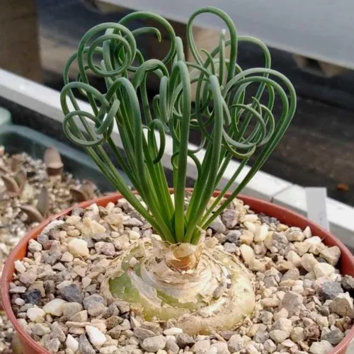 Vista 5 de Albuca - Planta viva en maceta de 4 pulgadas, frizzle chisporroteando suculenta, planta de albuca de hoja rizada para cultivo en interiores