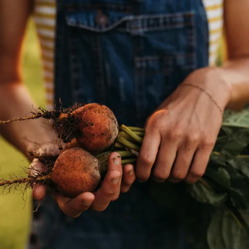Vista 3 de Golden Detroit Beet - 50 semillas - Variedad de reliquia y polinizada abierta, semillas de vegetales sin OMG para plantar en interiores o exteriores