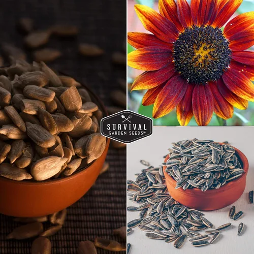 Vista 5 de Survival Garden Seeds - Semilla de girasol de Autumn Beauty para plantar - Paquete con instrucciones para plantar y cultivar flores hermosas