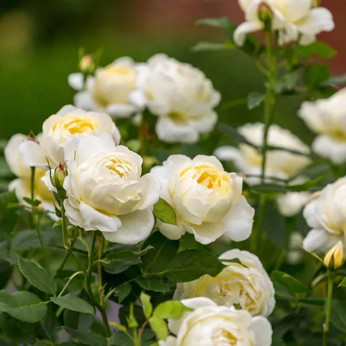 Vista 2 de Heirloom Roses Rose Bush - Vanessa Bell David Austin Rosa amarilla para jardinería al aire libre Moderately Fragrant, Repeat Blooming,For Outdoor