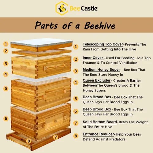 Vista 3 de BeeCastle Colmena Langstroth de 10 marcos con ventanas, colmena de abejas recubierta con cera de abejas para principiantes con marcos de colmena
