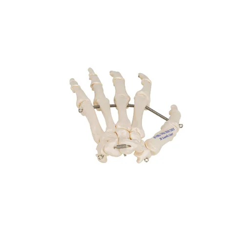 Vista 6 de 3B Scientific Esqueleto de mano A40 montado en alambre - 3B Smart Anatomy