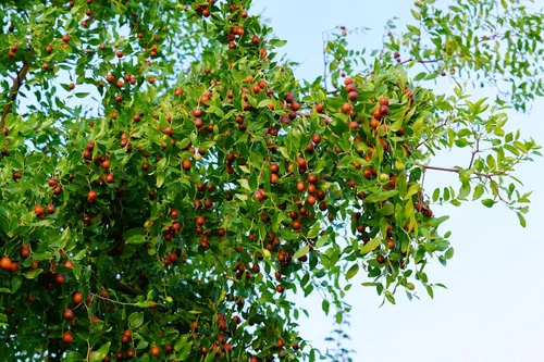 Vista 6 de 20 Semillas de árboles frutales rojos de Tsao chino común azufaifo Ziziphus Spinosa