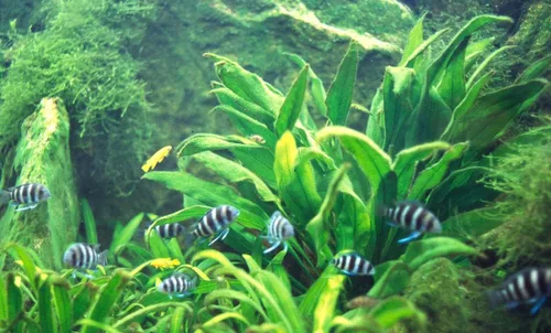 Vista 4 de Marcus Fish Tanks - 3X Espada Amazónica Echinodorus Bleheri Plantas Vivas Fáciles para Acuario de Peces de Agua Dulce