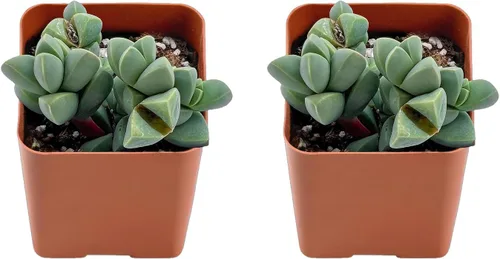 Vista 2 de Juego de suculentas, paquete de 2 Echeveria 'Lola', suculentas vivas totalmente arraigadas, aproximadamente 2 pulgadas grandes, regalo único