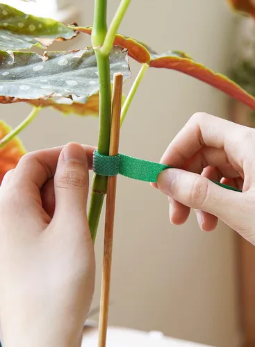 Vista 3 de LE TAUCI Lazos para plantas, cinta de jardín para plantas, soporte reutilizable ajustable más grueso para el crecimiento, agarre fuerte, enredaderas