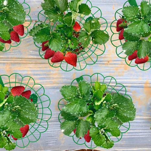 Vista 5 de Iceyyyy Paquete de 10 soportes para plantas de fresa, soporte para plantas de fresa con 4 pies de soporte, jaula de soporte para mantener las bayas