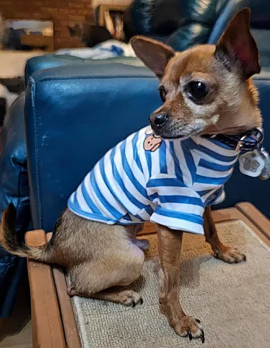 Vista 8 de Camisa de cuello alto para perro, lindo bordado de perrito, sudadera súper suave para perro, jersey elástico a rayas para cachorro, para gatos