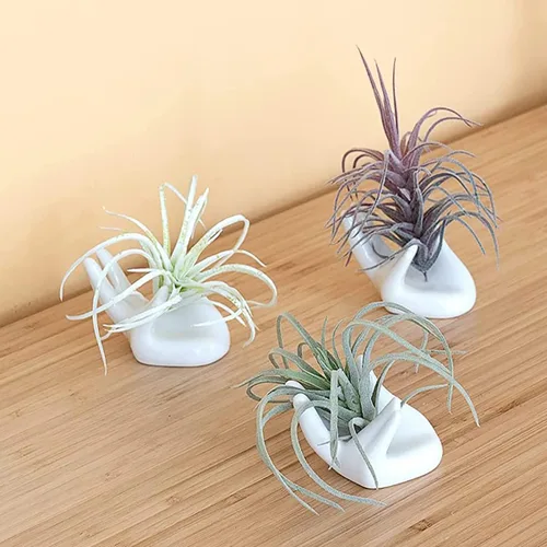 Vista 6 de Dahey Mini soporte para plantas de aire, 1 paquete de soporte de escritorio