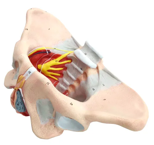 Vista 5 de Modelo de pelvis femenina con músculos del piso pélvico Modelo perineal Todo en uno Modelo de anatomía femenina 1: 1 Tamaño natural Esqueleto humano