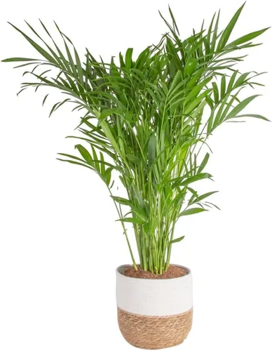 Vista 10 de Costa Farms Planta viva de palma de bambú en maceta decorativa, planta de interior grande purificadora de aire, perfecta para decoración del hogar