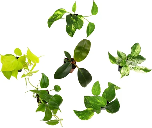 Vista 2 de Plants for Pets - Abundantes Pothos y Filodendro (paquete de 6), planta viva de Pothos para decoración, plantas de oficina, plantas reales, planta