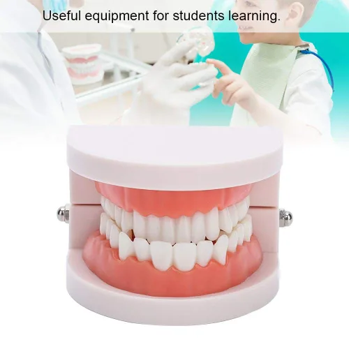 Vista 4 de Dientes falsos, dientes falsos, modelo de dientes, modelo de dentadura postiza práctica de cepillado Modo de dientes Gingiva Demostración anatómica