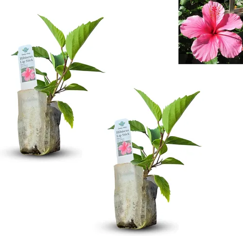 Vista 32 de Plantas de aloe coral (Aloe striata) - Suculenta viva con llamativos bordes rosados y hojas lisas y planas para jardinería en interiores