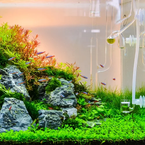 Vista 6 de uxcell 5 unids 0.315 in a 0.217 in 2 vías línea de aire tubo divisor conector pecera tanque oxígeno tubo aire adaptador para acuario, azul
