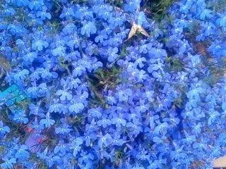 Vista 2 de 200 semillas de flor de lobelia regata lobelia erinus azul cielo