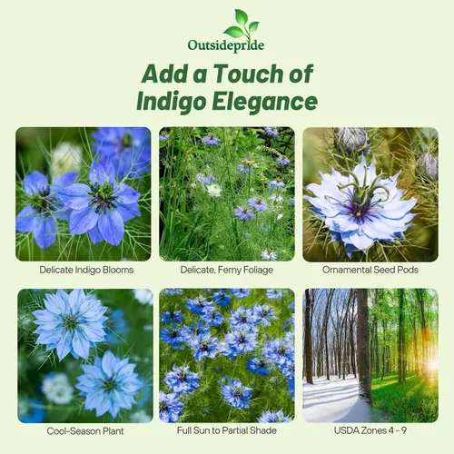 Vista 2 de Outsidepride Jewels Indigo Nigella Seeds - 1000 Pcs Semillas de flores anuales para plantar con flores vibrantes y follaje lacio tipo helecho
