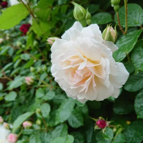 Vista 5 de Arbustos de rosas blancas cremosas listas para plantar, rosas trepadoras, plantas vivas fragantes, 6-8 pulgadas de alto en maceta, floración durante