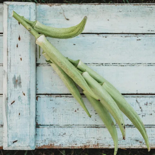 Vista 3 de White Velvet Okra - 50 semillas de okra reliquia, Thresh Seed Co.