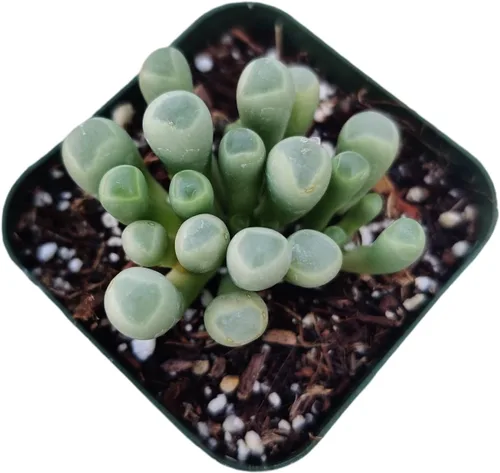 Vista 13 de Plantas suculentas vivas de USKC (Crassula de 2.5 pulgadas 'Spring time')