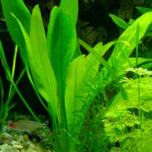 Vista 3 de Helecho de Java Tropical de Agua Dulce Acuario Planta Decoraciones 3 Días BUY2GET1FREE_AB