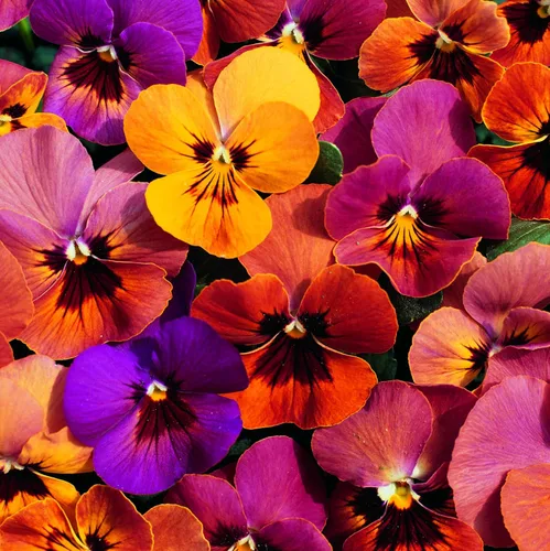 Vista 7 de Outsidepride Amber Jewel Mix Viola - Semillas de pensamiento para plantar, 50 unidades. Flores anuales, extendidas, resistentes al frío y aptas