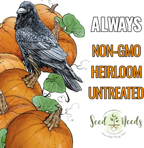 Vista 5 de Seed Needs Semillas de calabaza para plantar calabazas pequeñas de tarta de azúcar, semillas de verduras sin OMG y sin tratar para plantar un huerto