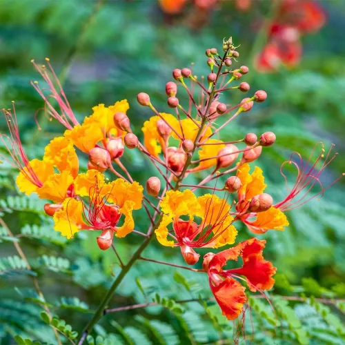Vista 4 de 5 semillas de ave mexicana roja del paraíso, flor de pavo real, orgullo de Barbados, Flos Pavonis, semillas de poinciana enana - Atrae polinizadores
