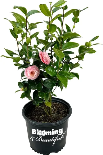 Vista 23 de Camelia, arbusto floreciente de hoja perenne viva, 3 galones