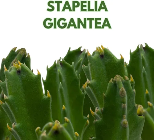 Vista 2 de BubbleBlooms Stapelia gigantea, flor gigante de estrella de mar, huernia rara, planta gigante carroñera zulú, maceta de 4 pulgadas
