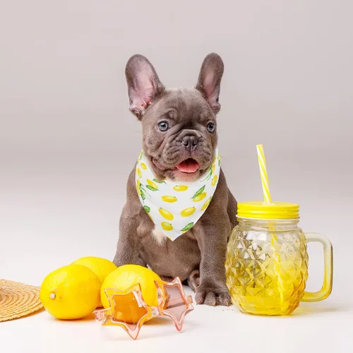 Vista 6 de Whaline Bandana amarilla de limón para perro, bufanda triangular reversible para perro, bufanda ajustable y lavable para mascotas, pañuelo