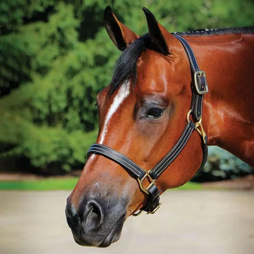 Vista 2 de Billy Royal Belmont Cabestro de cuero para caballos Diseño de triple puntada Broche ajustable para nariz y garganta Cuero de grado A Ajuste