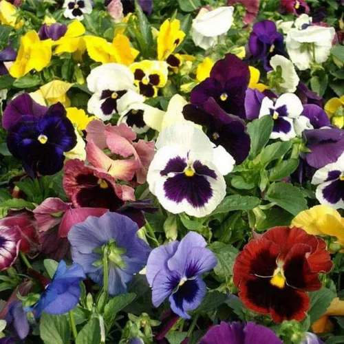 Vista 3 de Pansy, Swiss Giant - Semillas de flores de colores mixtos, paquete de más de 2000 semillas de Seeds2Go