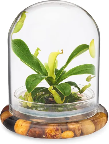 Vista 5 de Terrario de planta viva Nepenthes tobaica sin mantenimiento (con musgo Sundew) en frasco de vidrio autosostenible, sin mantenimiento, gran regalo