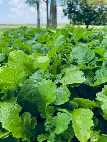 Vista 2 de Soggy Bottoms - Mezcla de semillas para parcelas de alimentos, 1/3 acre o 3 acres, una mezcla de nabos y trébol tolerante a la humedad, sobrevive